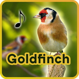 Goldfinch - bird sound